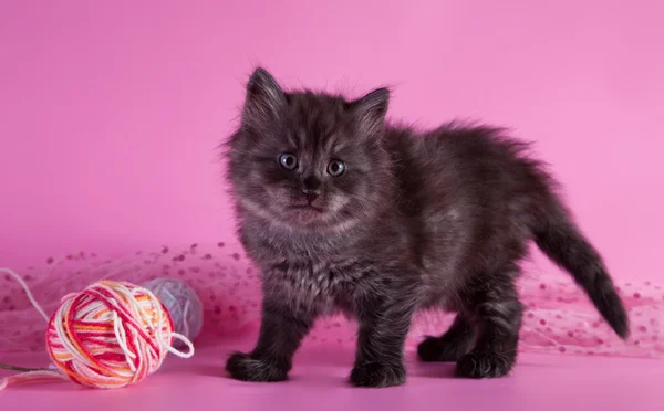 Gatito británico sobre un fondo de color — Foto de Stock