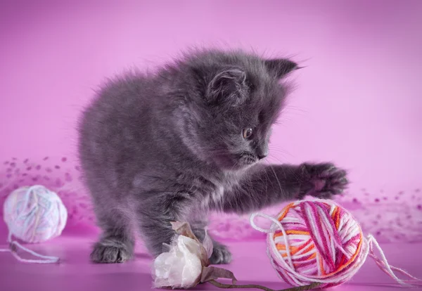 British kitten on a colored background — Stock Photo, Image