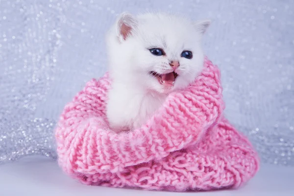 Gatinho branco britânico em um fundo colorido — Fotografia de Stock