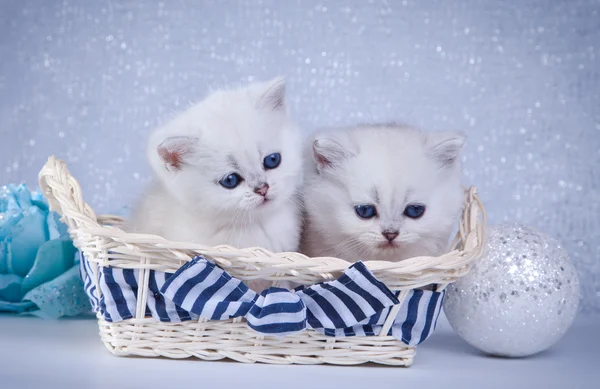 Gatito blanco británico sobre un fondo de color —  Fotos de Stock