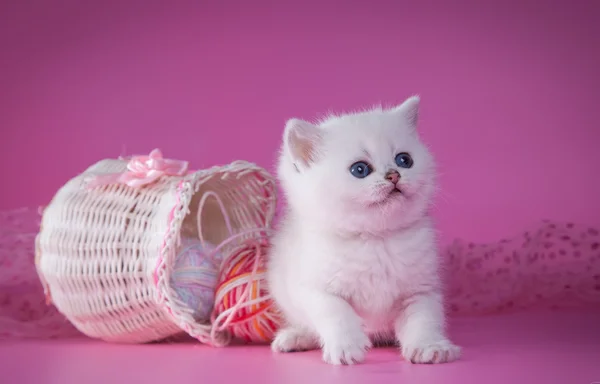 Renkli bir arka plan üzerinde İngiliz beyaz yavru kedi — Stok fotoğraf