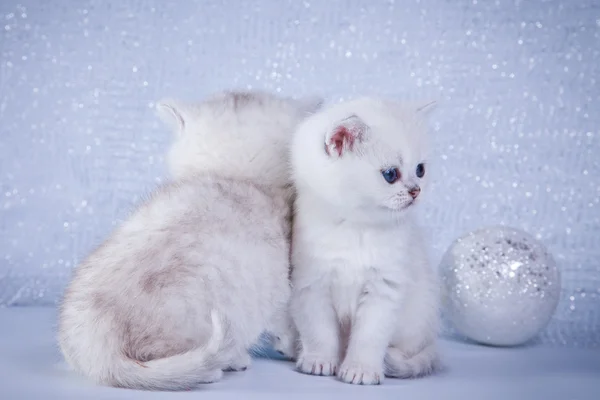 Британский белый котёнок на цветном фоне — стоковое фото