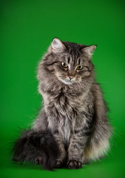 Maine coon chat sur un fond coloré — Photo