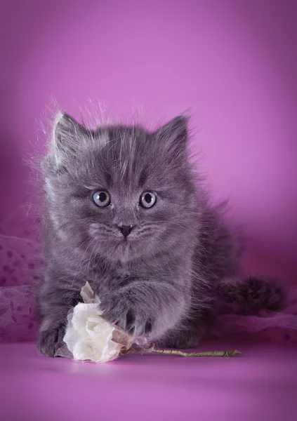 Renkli bir arka plan üzerinde İngiliz yavru kedi — Stok fotoğraf