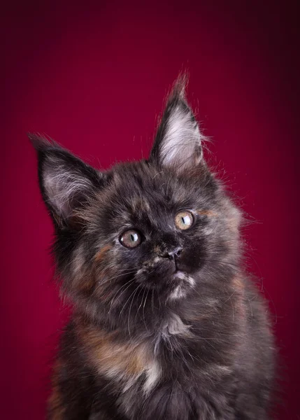 British kitten on a colored background — Stock Photo, Image