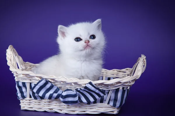 Britisk, hvit kattunge med farget bakgrunn – stockfoto