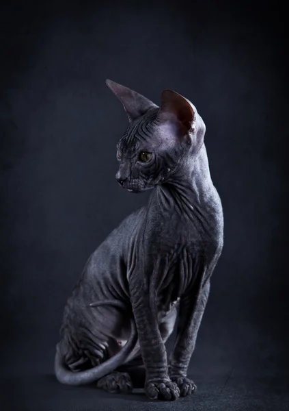 Szfinx cica — Stock Fotó