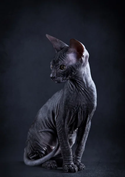 Sphynx kitten — Stock Photo, Image