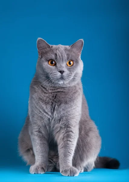 Britské kotě na barevném pozadí — Stock fotografie