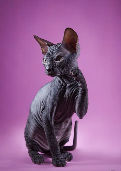 Сфінкс кошеня — стокове фото
