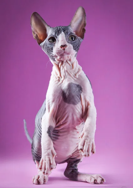 Sphynx chaton — Photo