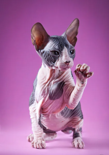 Sphynx kitten — Stock Photo, Image