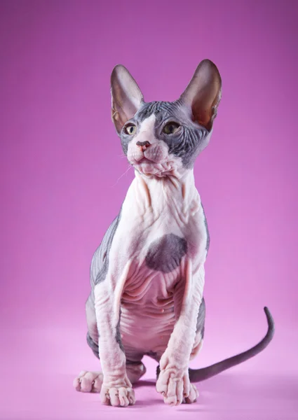 Kotě Sphynx — Stock fotografie