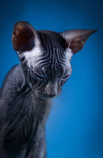 Sphynx kitten — Stock Photo, Image