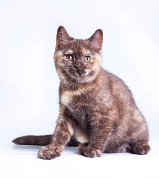 Gatinho britânico em um fundo colorido — Fotografia de Stock