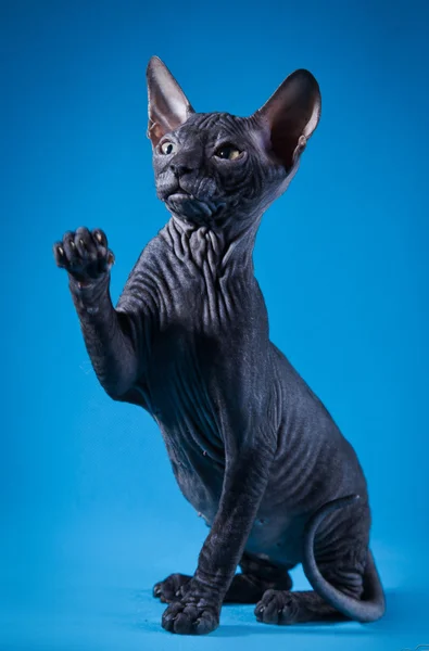 Kotě Sphynx — Stock fotografie