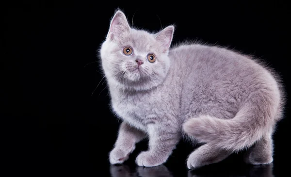 British kitten on a colored background — Stock Photo, Image