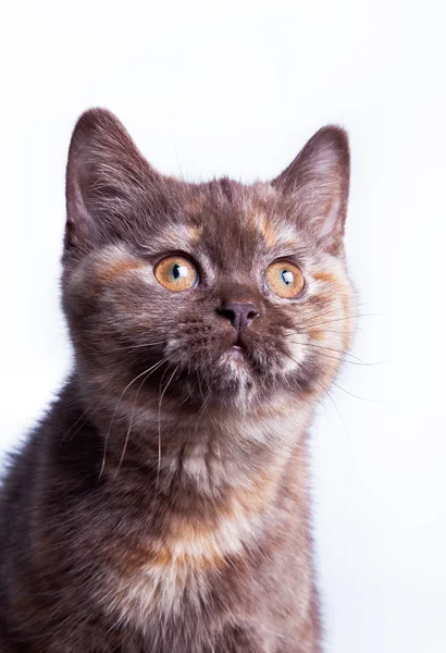 British kitten on a colored background — Stock Photo, Image