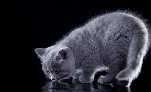 Brittiska kattunge på en färgad bakgrund — Stockfoto