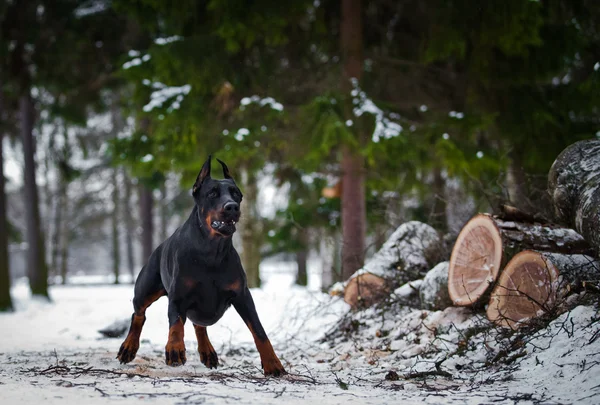 Doberman cão na neve — Fotografia de Stock