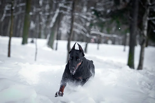 杜宾狗在雪中 — 图库照片