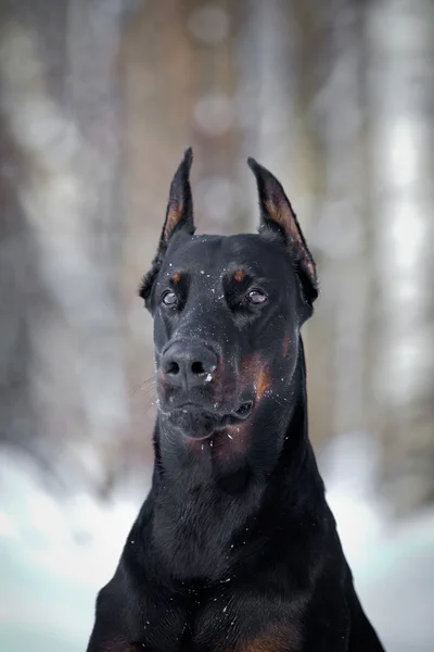 Doberman köpek içinde belgili tanımlık kar — Stok fotoğraf