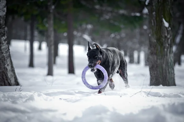 Σκυλί Doberman παίζοντας στο χιόνι — Φωτογραφία Αρχείου