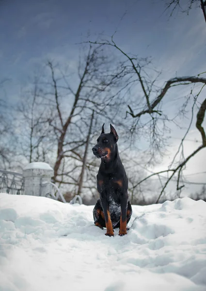Doberman köpek içinde belgili tanımlık kar — Stok fotoğraf