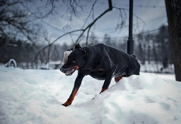 Doberman köpek içinde belgili tanımlık kar — Stok fotoğraf