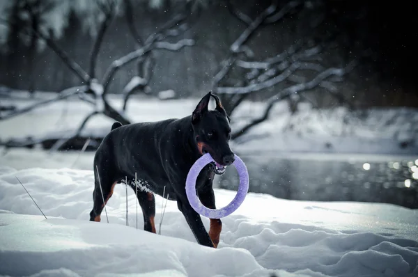 Doberman cão brincando na neve — Fotografia de Stock