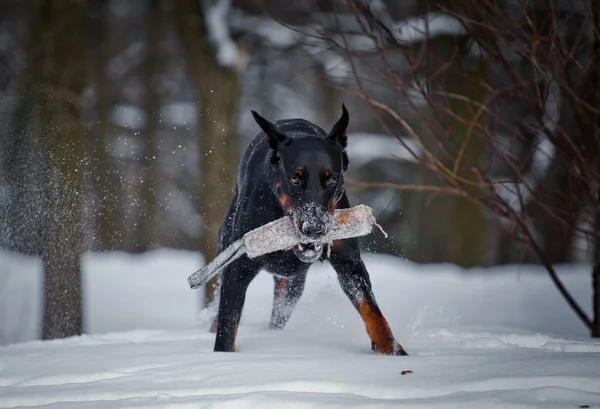 Dobermann-Hund spielt im Schnee — Stockfoto