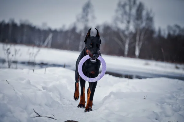 Dobermann-Hund spielt im Schnee — Stockfoto