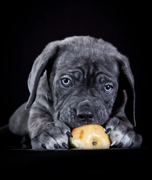 Cane Corso dog eating an apple — Stock Photo, Image