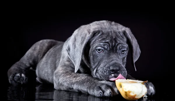 Cane Corso dog eating an apple — Stock Photo, Image