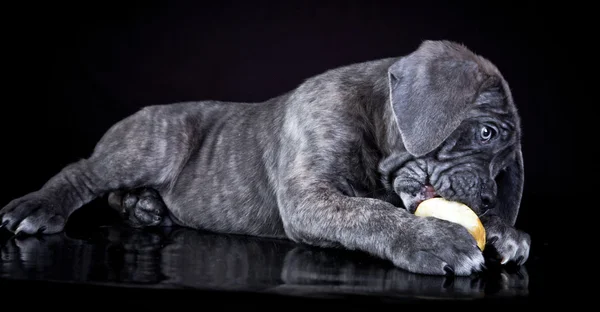 Cane Corso perro comiendo una manzana — Foto de Stock