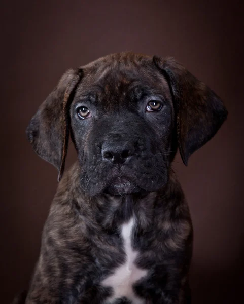 Cane Corso kölyök kutyák — Stock Fotó