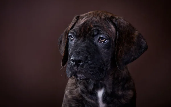 Puppy hondje Cane Corso — Stockfoto