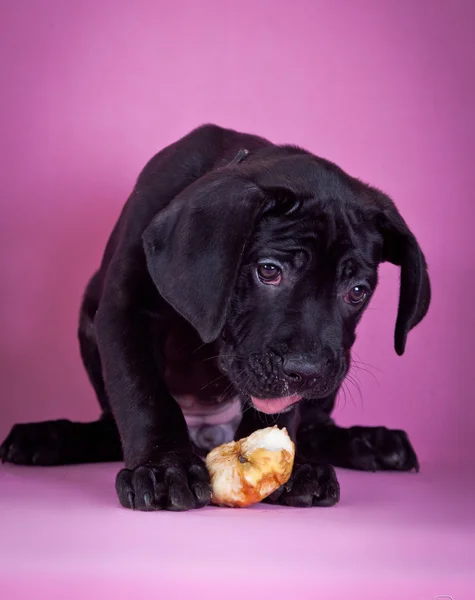 Puppy dog Cane Corso — Stock Photo, Image