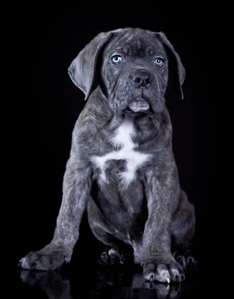 Cane Corso kölyök kutyák — Stock Fotó