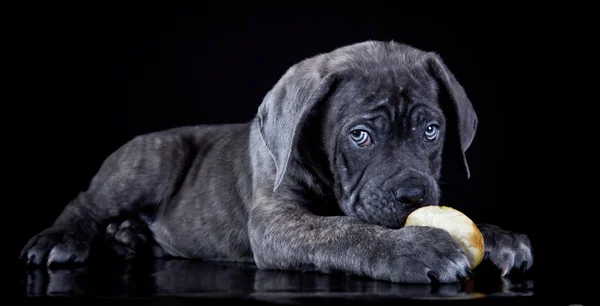 Hundekorso — Stockfoto