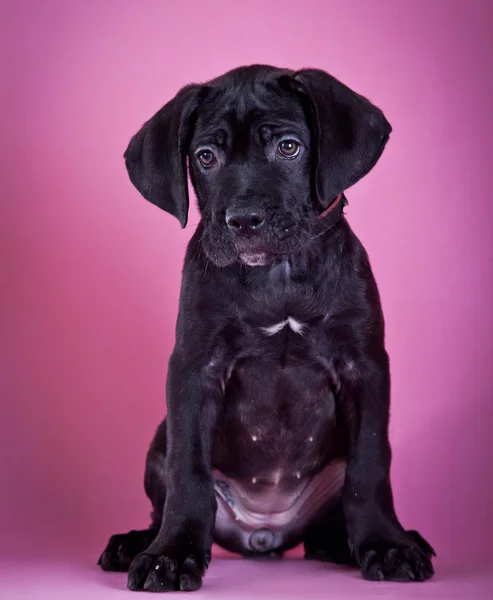 Cane Corso köpek yavrusu — Stok fotoğraf