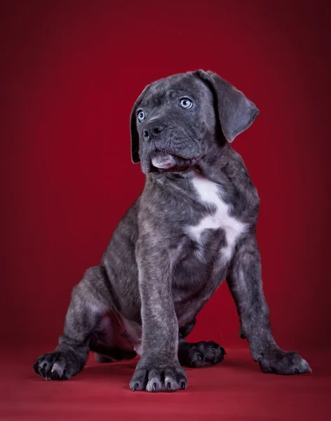 Cane Corso kölyök kutyák — Stock Fotó