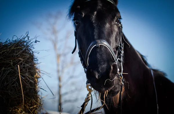 Retrato de cavalo árabe — Fotografia de Stock