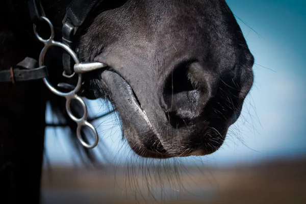 Retrato de caballo árabe —  Fotos de Stock