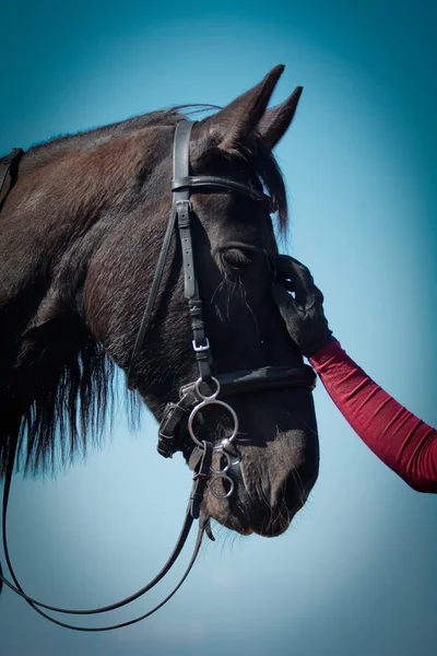 Retrato de cavalo árabe — Fotografia de Stock