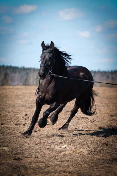 Retrato de cavalo árabe — Fotografia de Stock