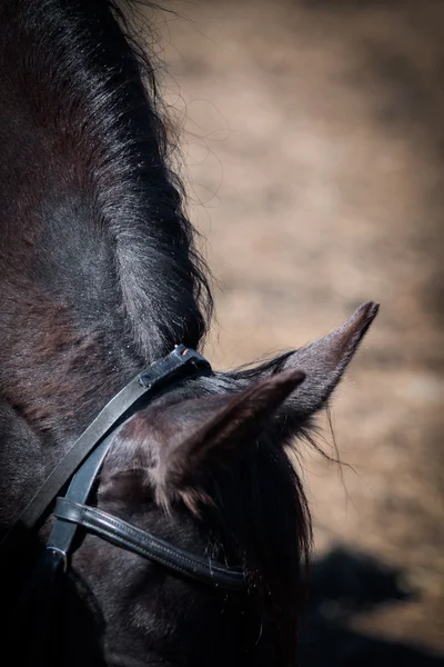 Portrait of arabian horse — Stock Photo, Image