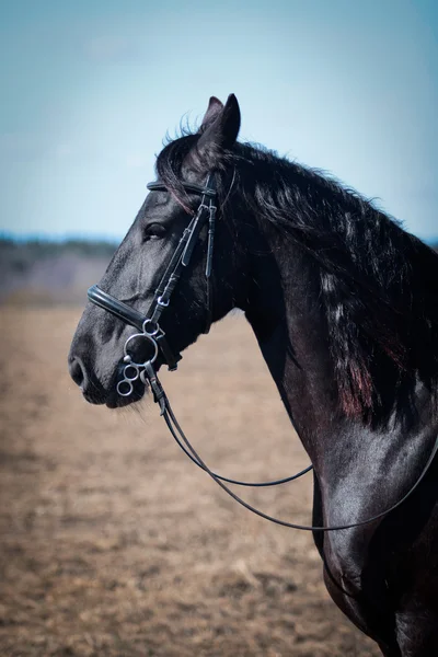 Портрет арабской лошади — стоковое фото