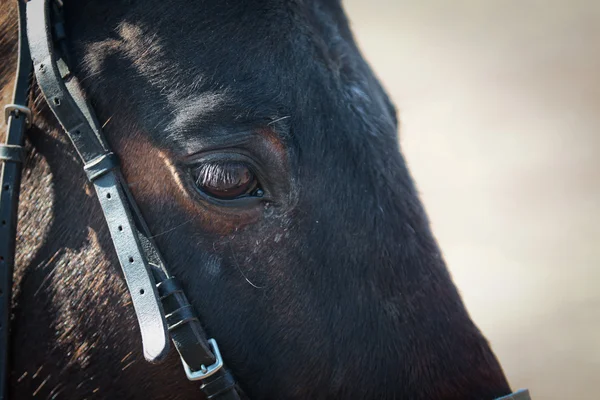 Retrato de cavalo árabe — Fotografia de Stock