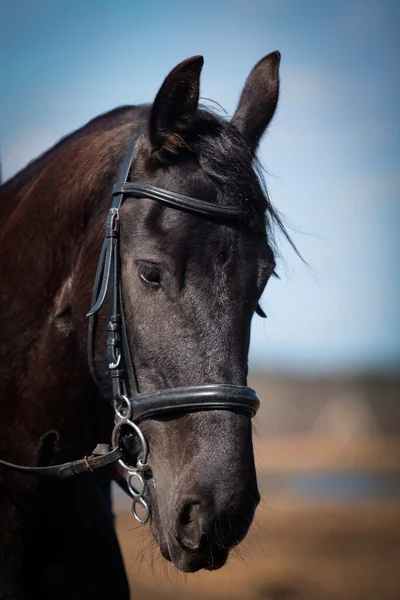 Retrato de cavalo árabe — Fotografia de Stock